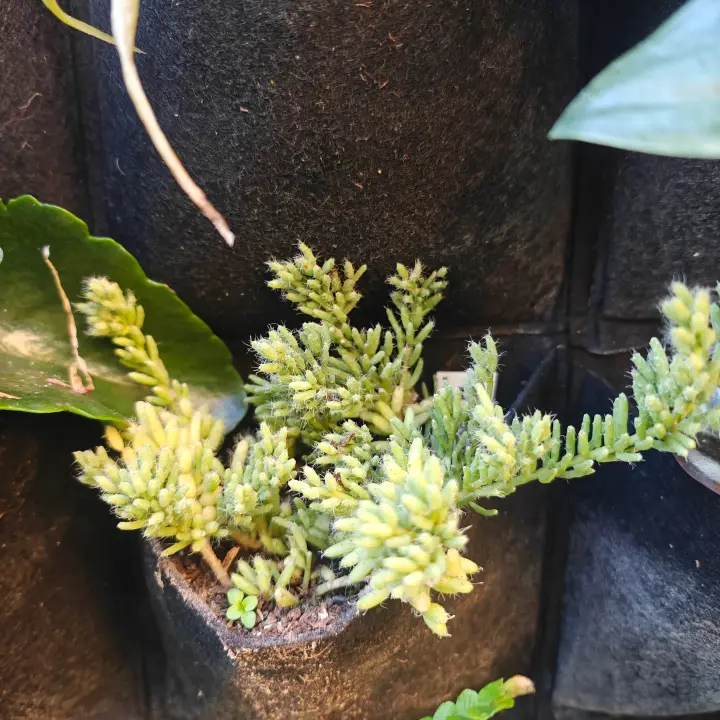 Rhipsalis Burchellii 1