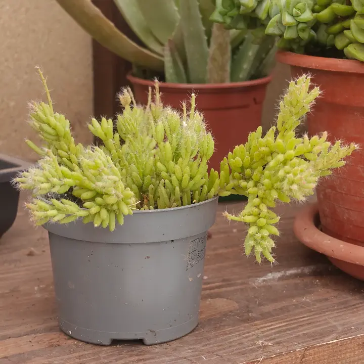 Rhipsalis Burchellii 2