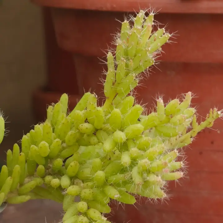 Rhipsalis Burchellii 3