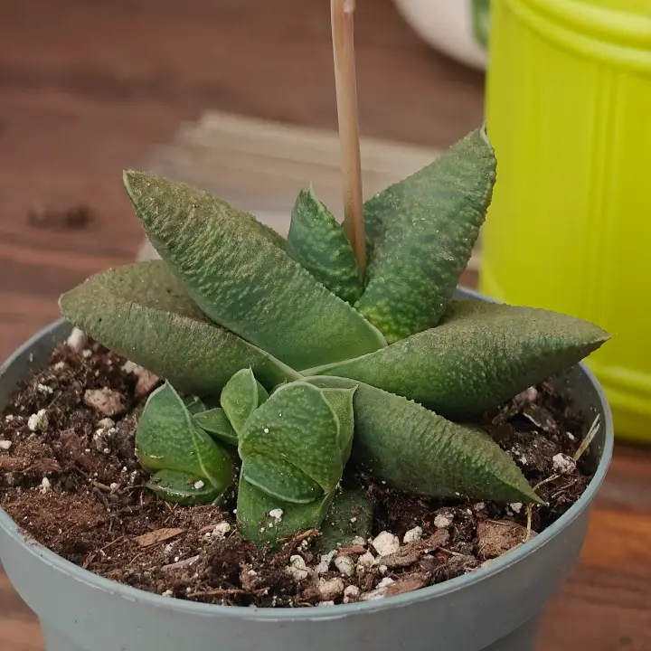 Gasteria nitida 1