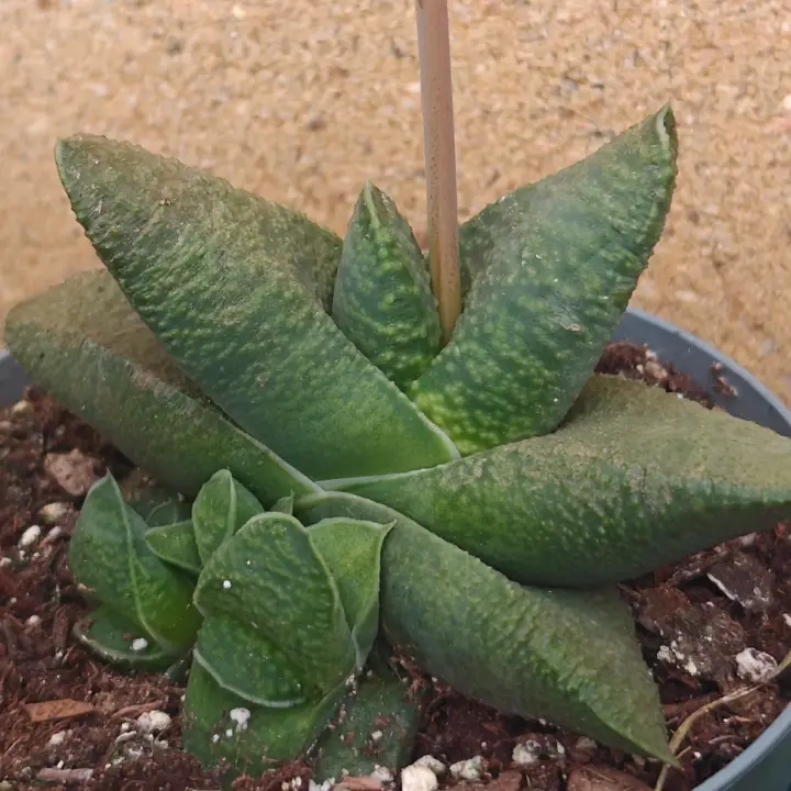 Gasteria nitida 2