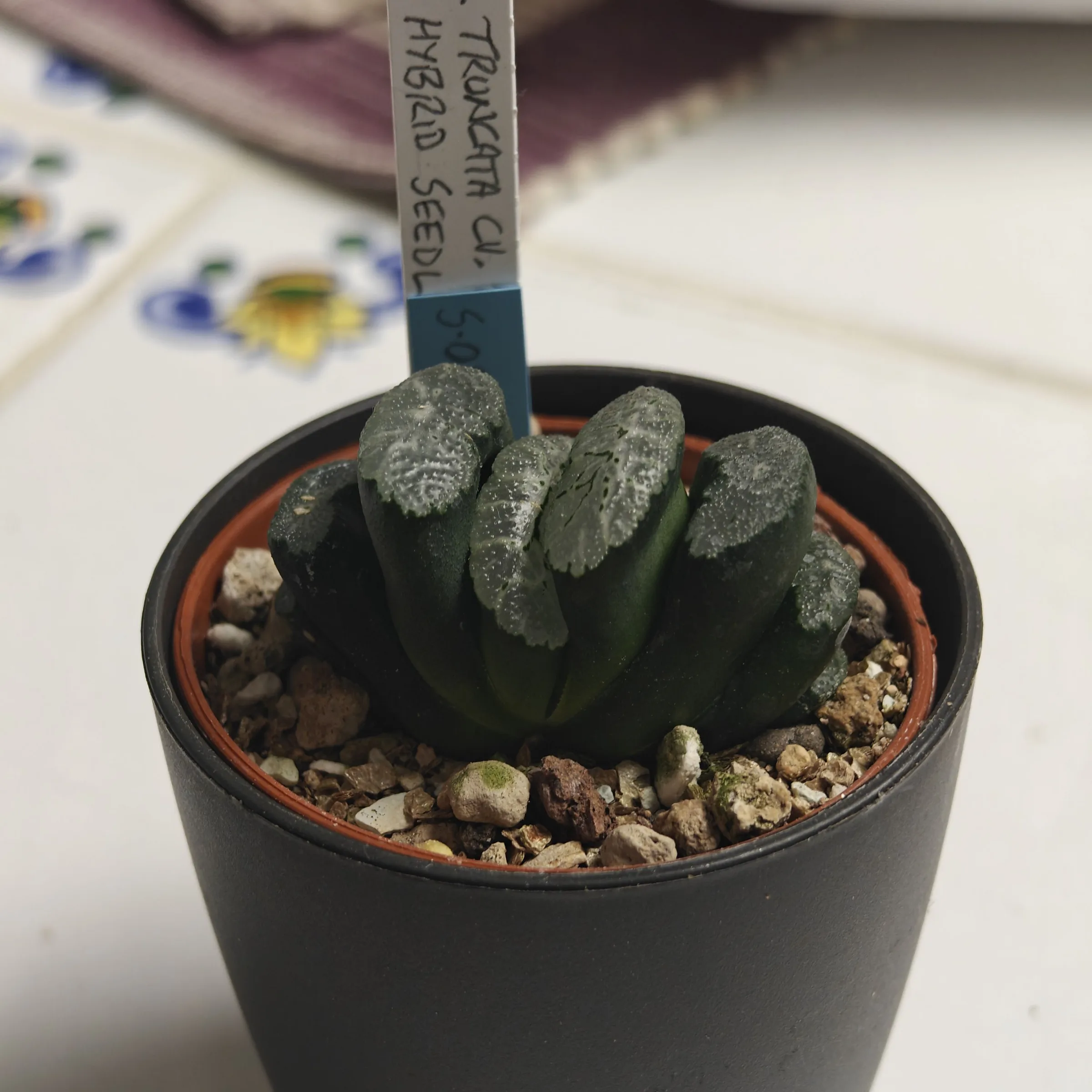 Haworthia truncata