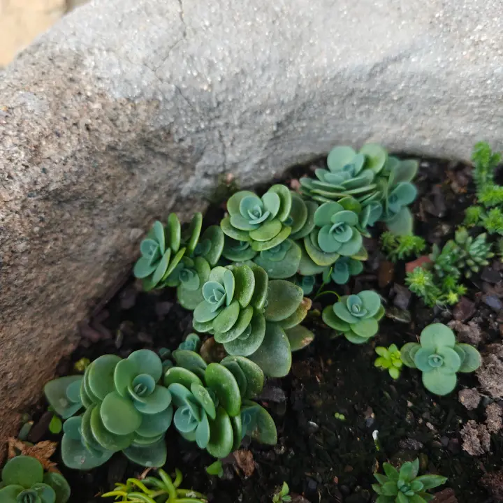 Sedum Ewersii 3