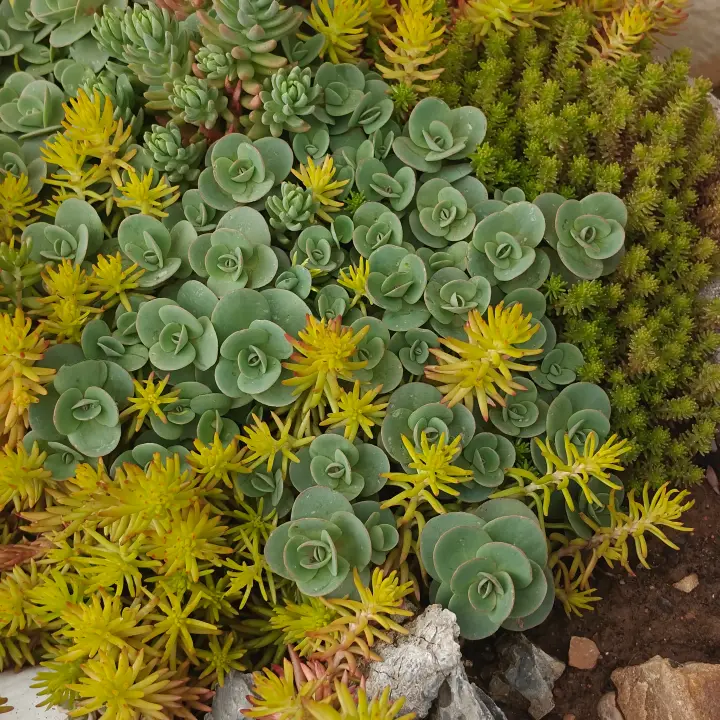 Sedum Ewersii 2