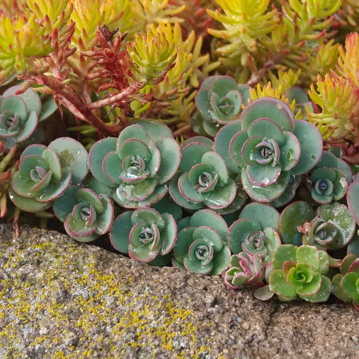 Sedum Ewersii 1