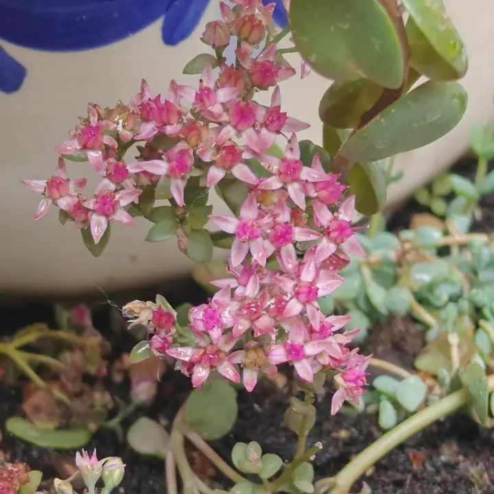 Sedum Ewersii flor 1