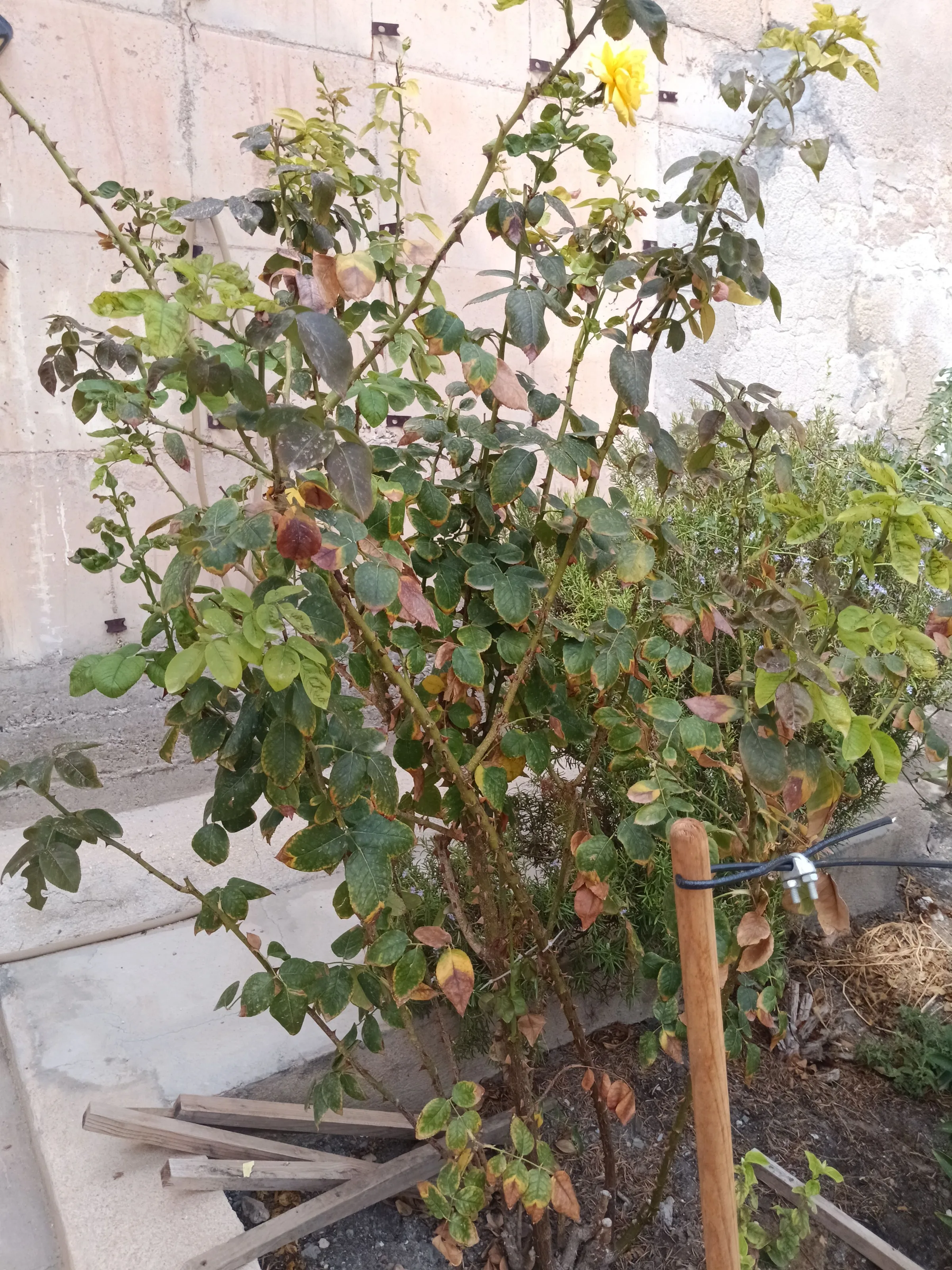 Rosa abietina