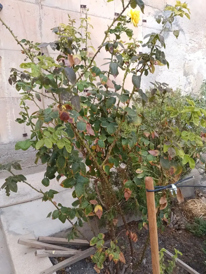 Rosa abietina 1