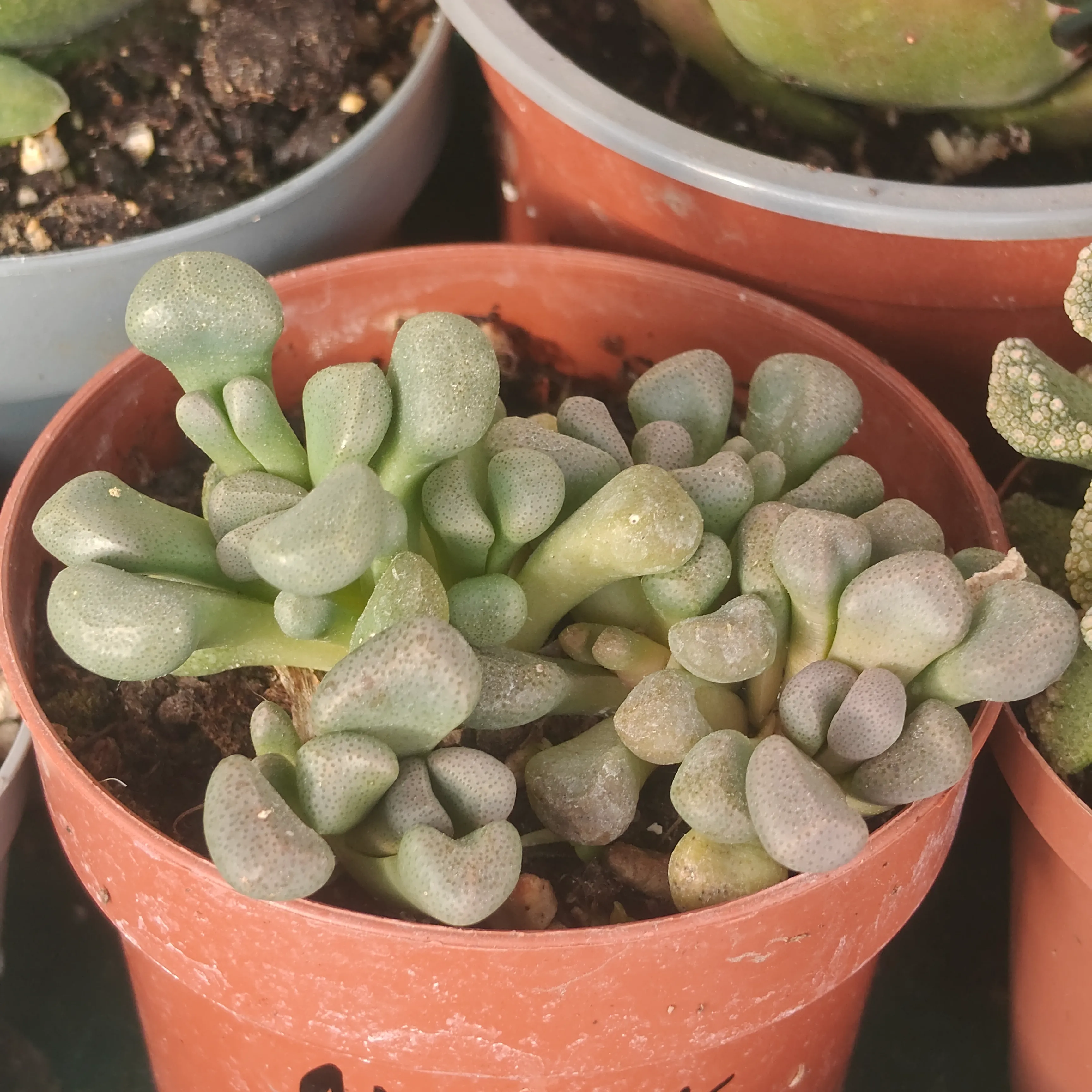 Aloinopsis schooneesii