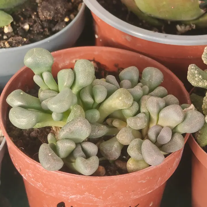 Aloinopsis schooneesii 1