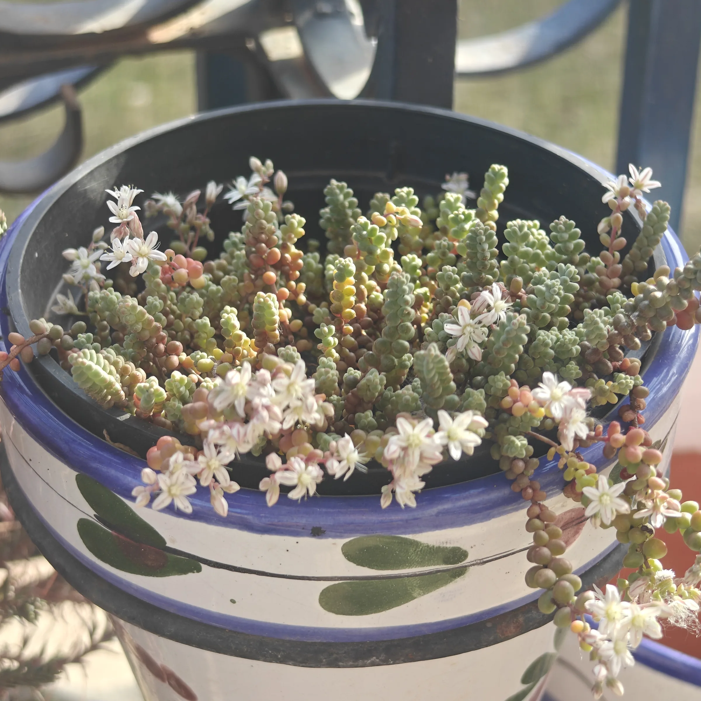Sedum Stahlii