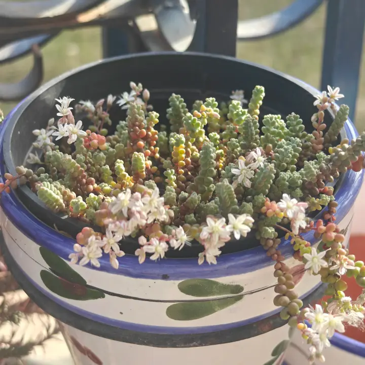 Sedum Stahlii 1