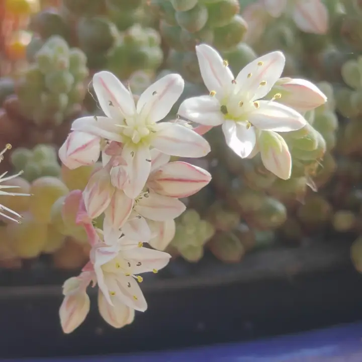 Sedum Stahlii flor 1