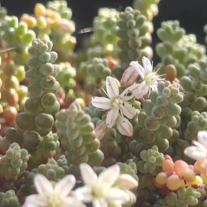 Sedum Stahlii 2
