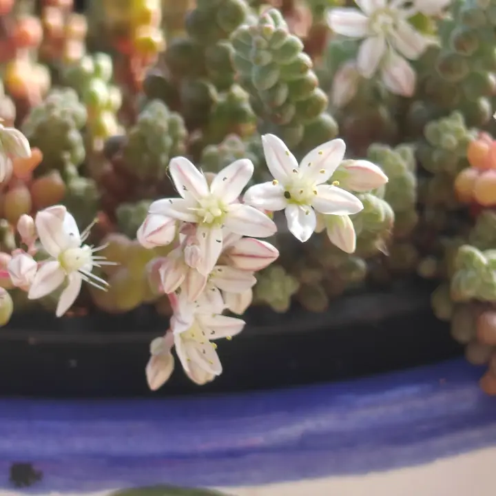 Sedum Stahlii flor 2