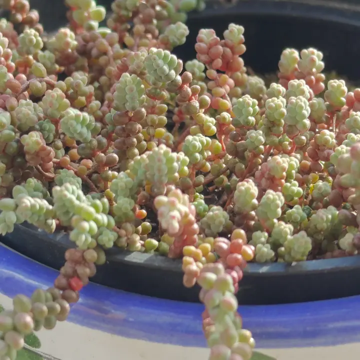 Sedum Stahlii 3