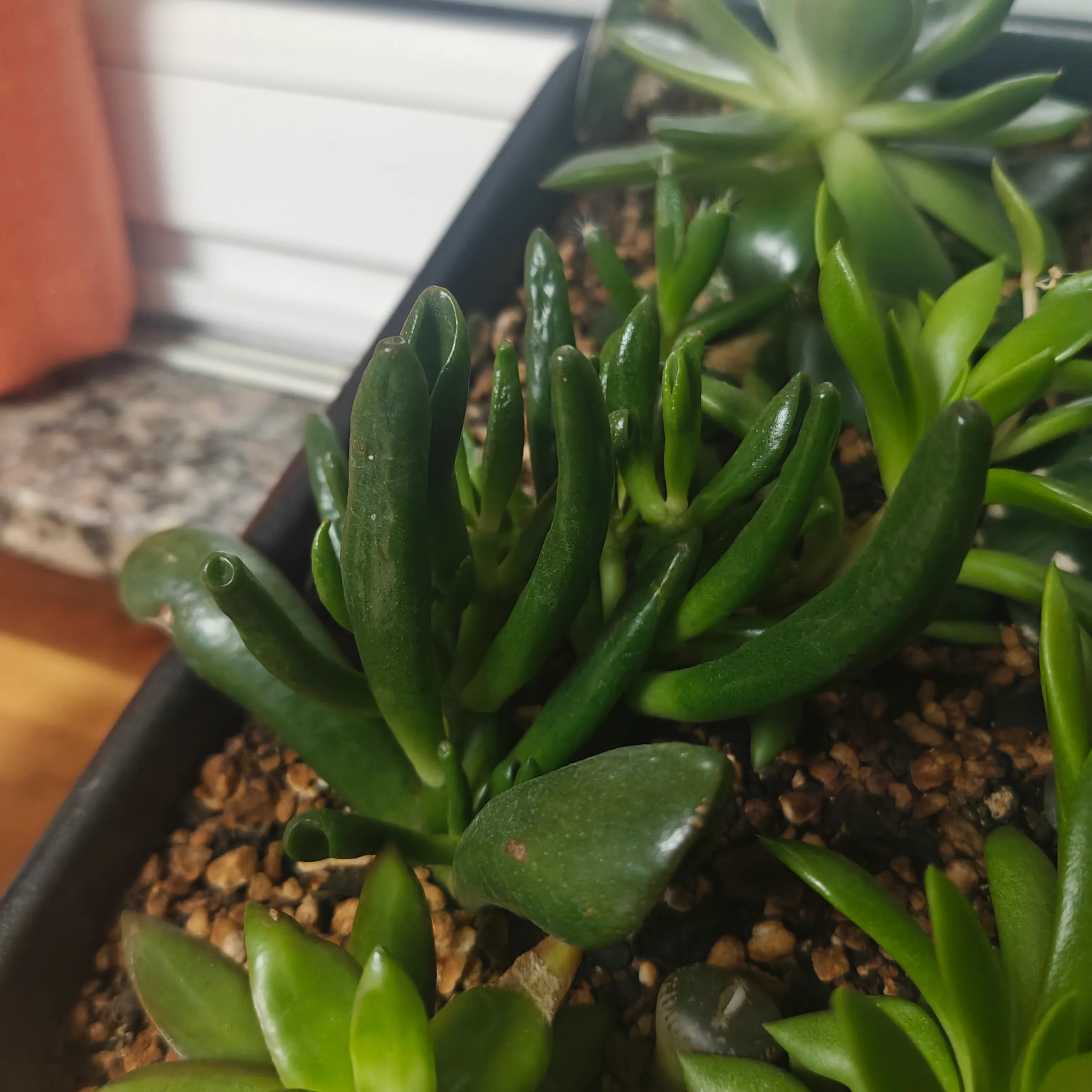 Crassula Ovata 'Gollum' 3
