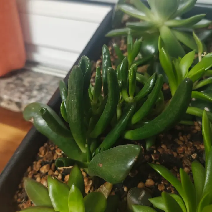 Crassula Ovata 'Gollum' 3