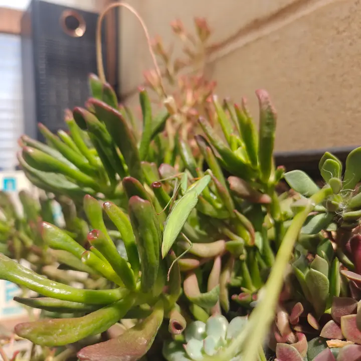 Crassula Ovata 'Gollum' 2