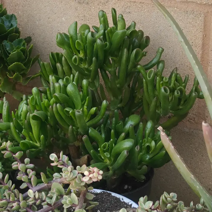 Crassula Ovata 'Gollum' 1