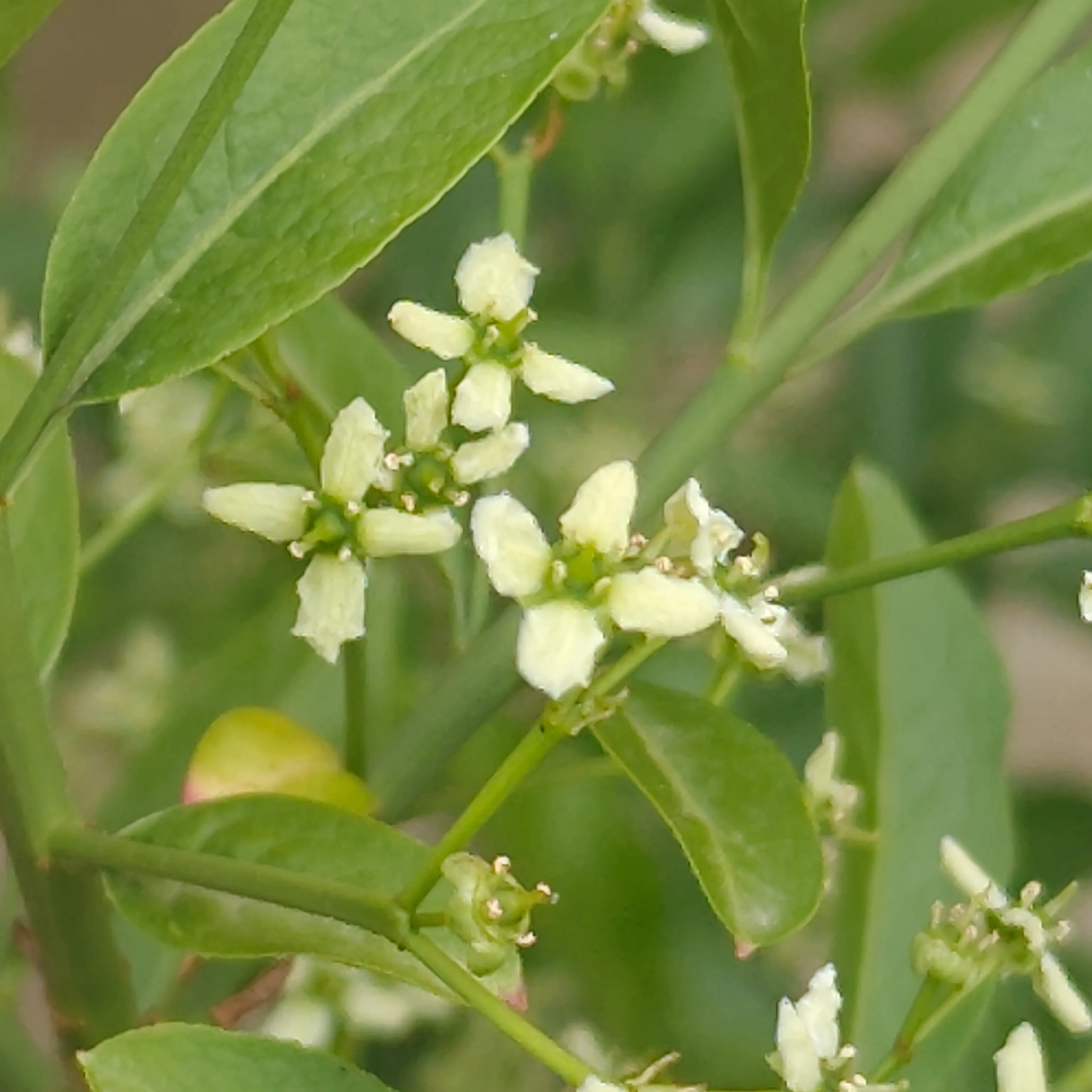 Euonymus europaeus 2