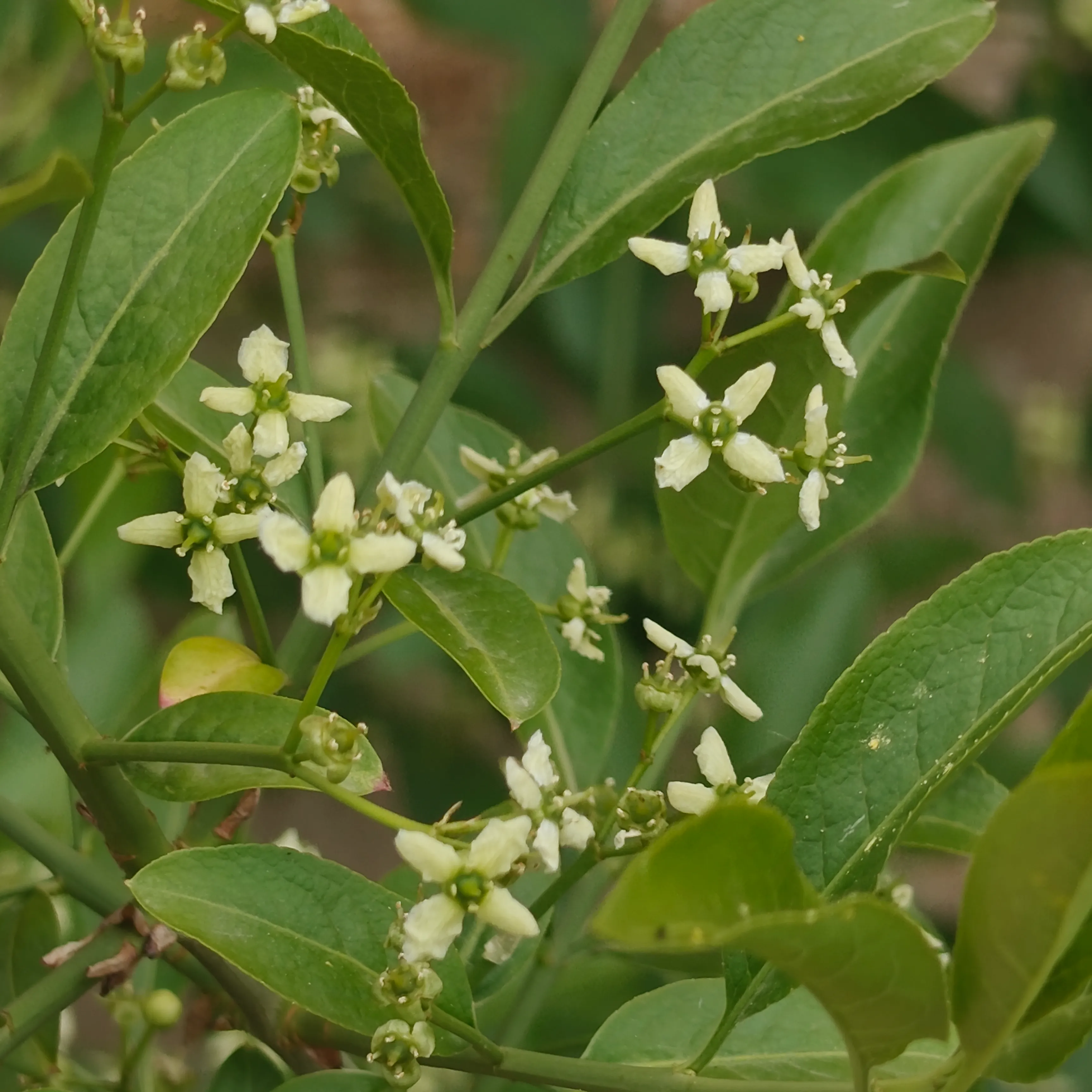 Euonymus europaeus 3