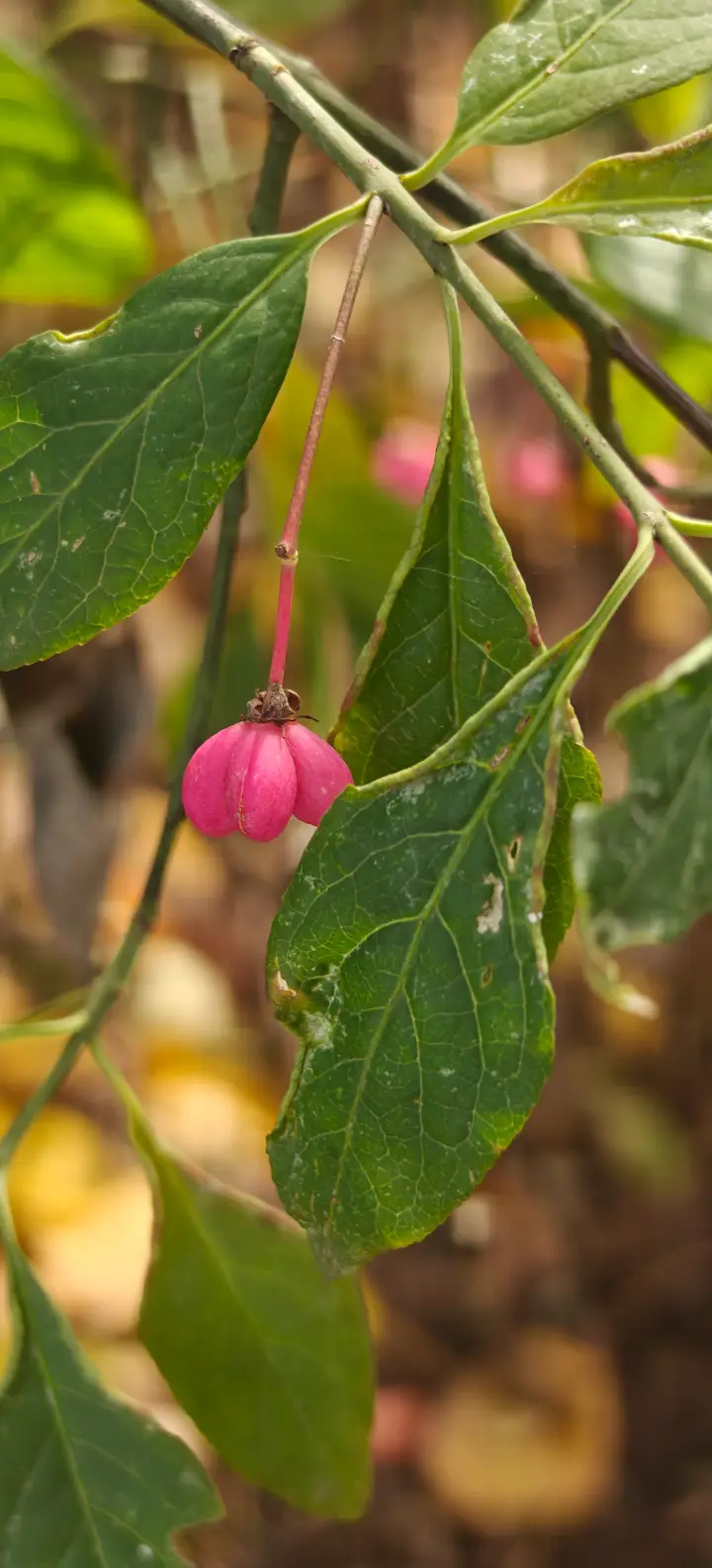 Euonymus europaeus flor 3