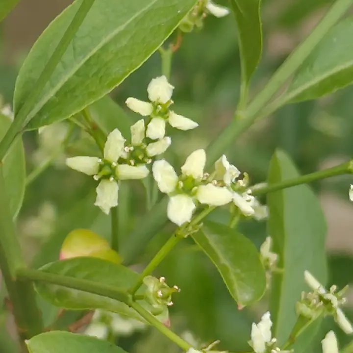 Euonymus europaeus flor 1