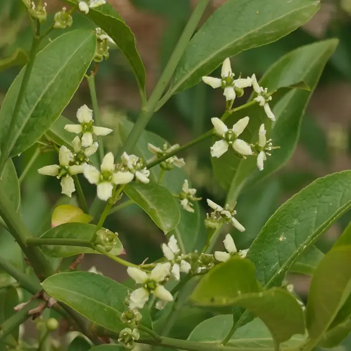 Euonymus europaeus flor 2