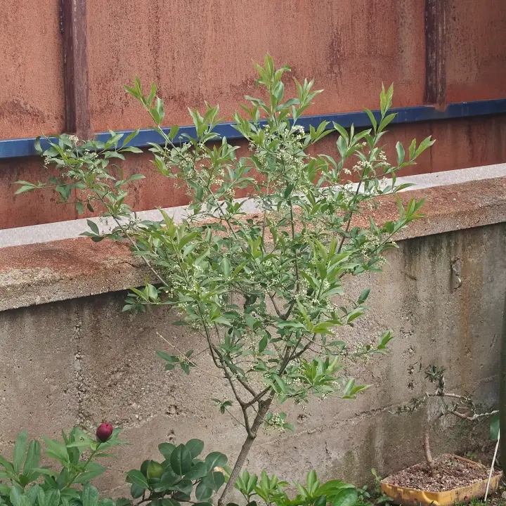 Euonymus europaeus 1