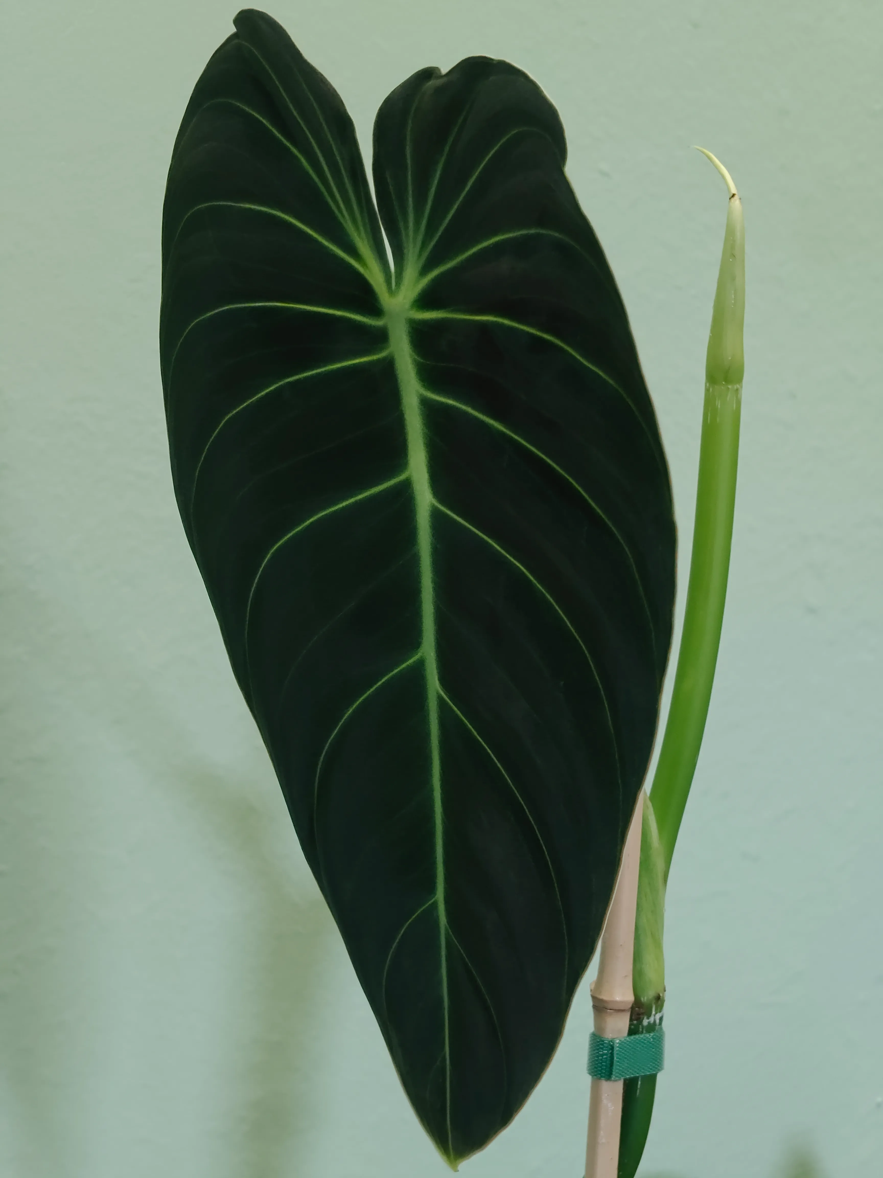 Philodendron melanochrysum 2