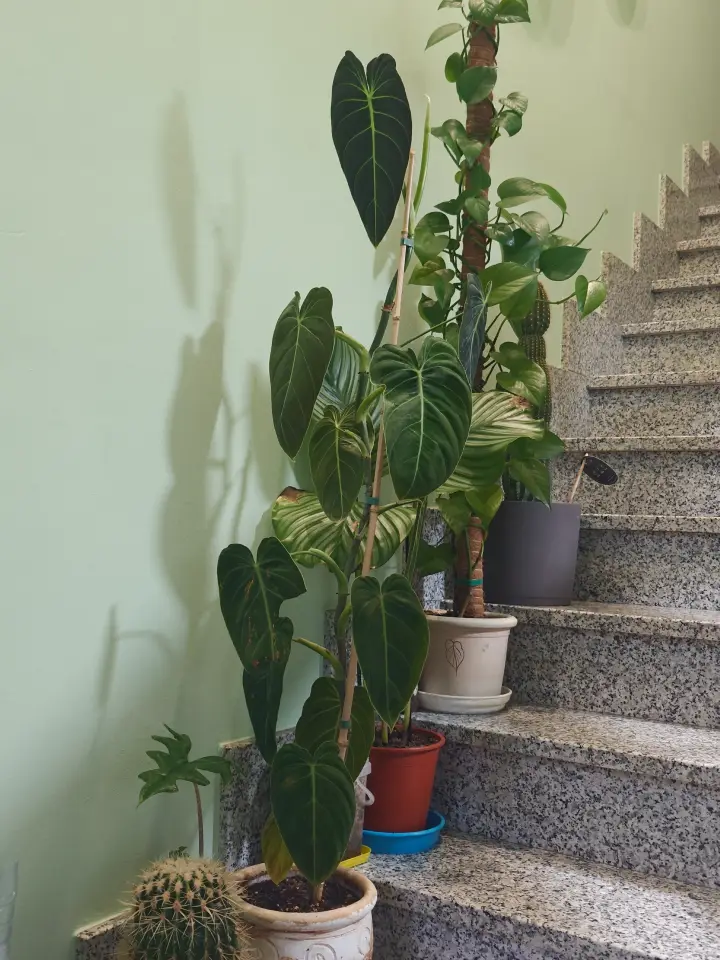 Philodendron melanochrysum 1