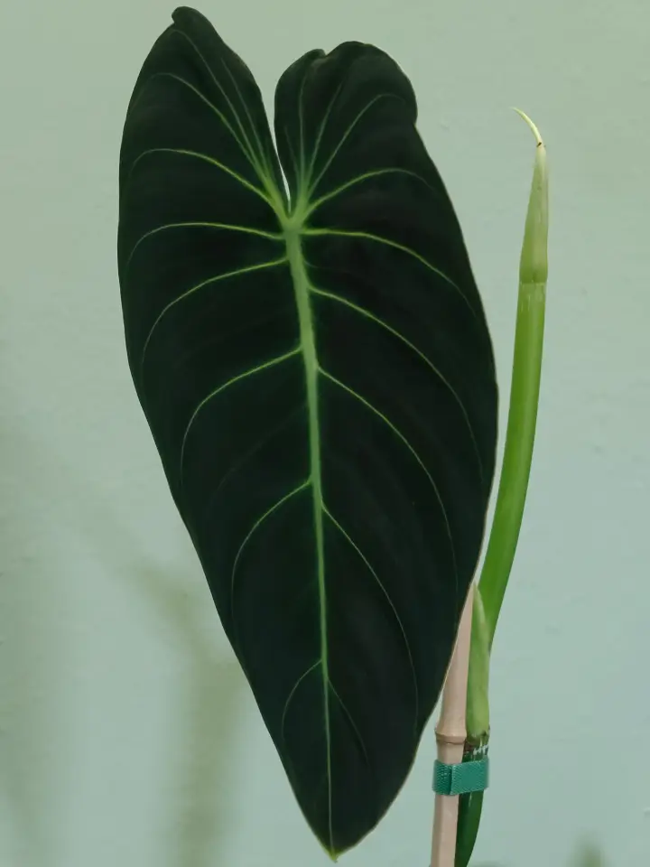 Philodendron melanochrysum 2