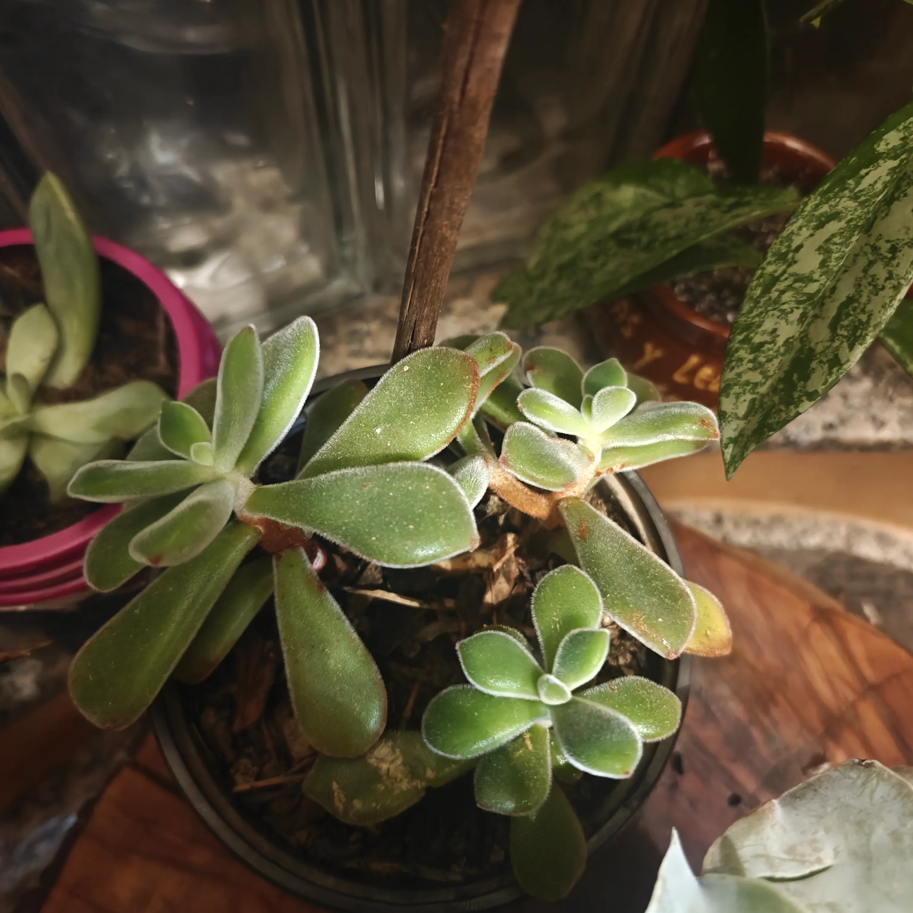 Echeveria Pulvinata 3