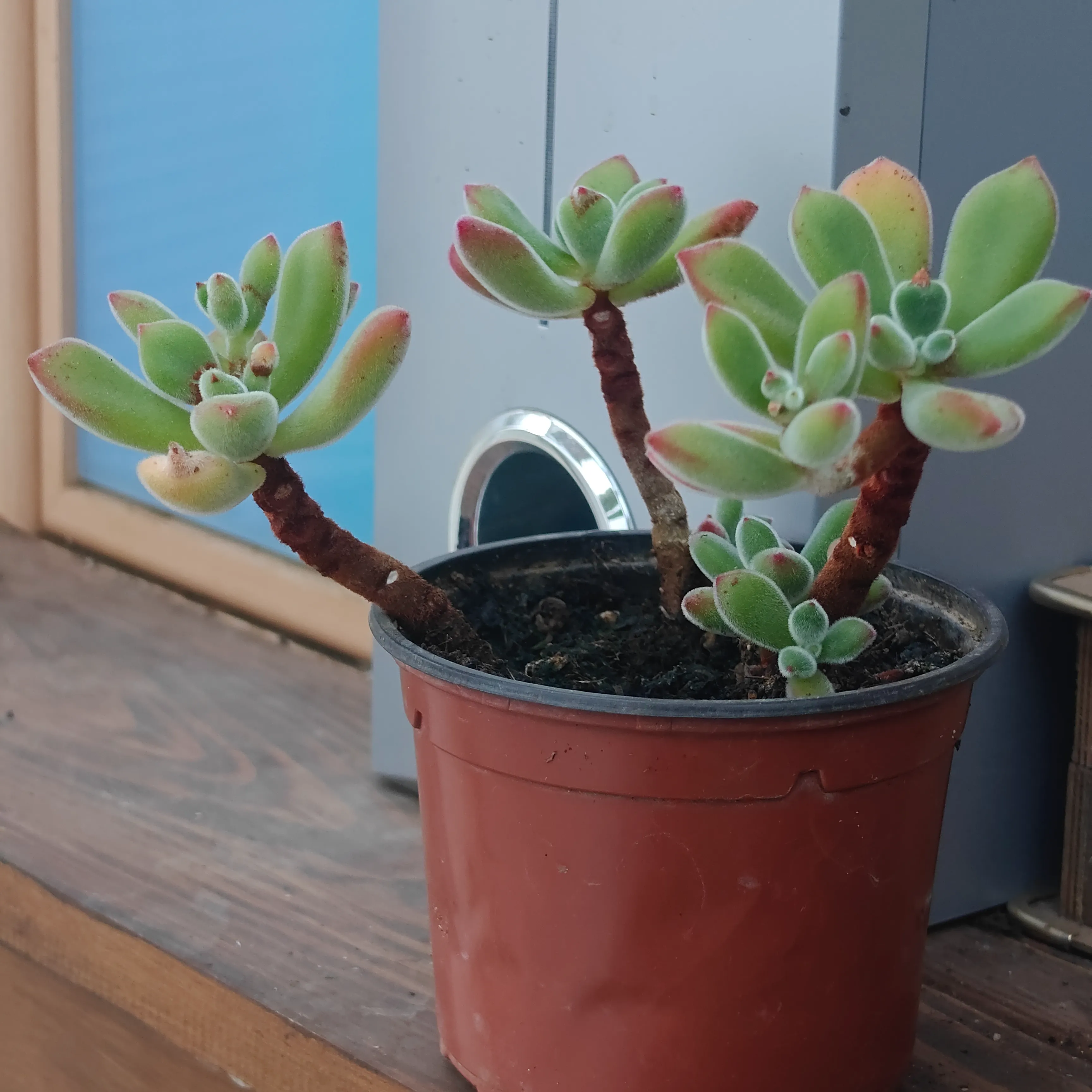 Echeveria Pulvinata 2