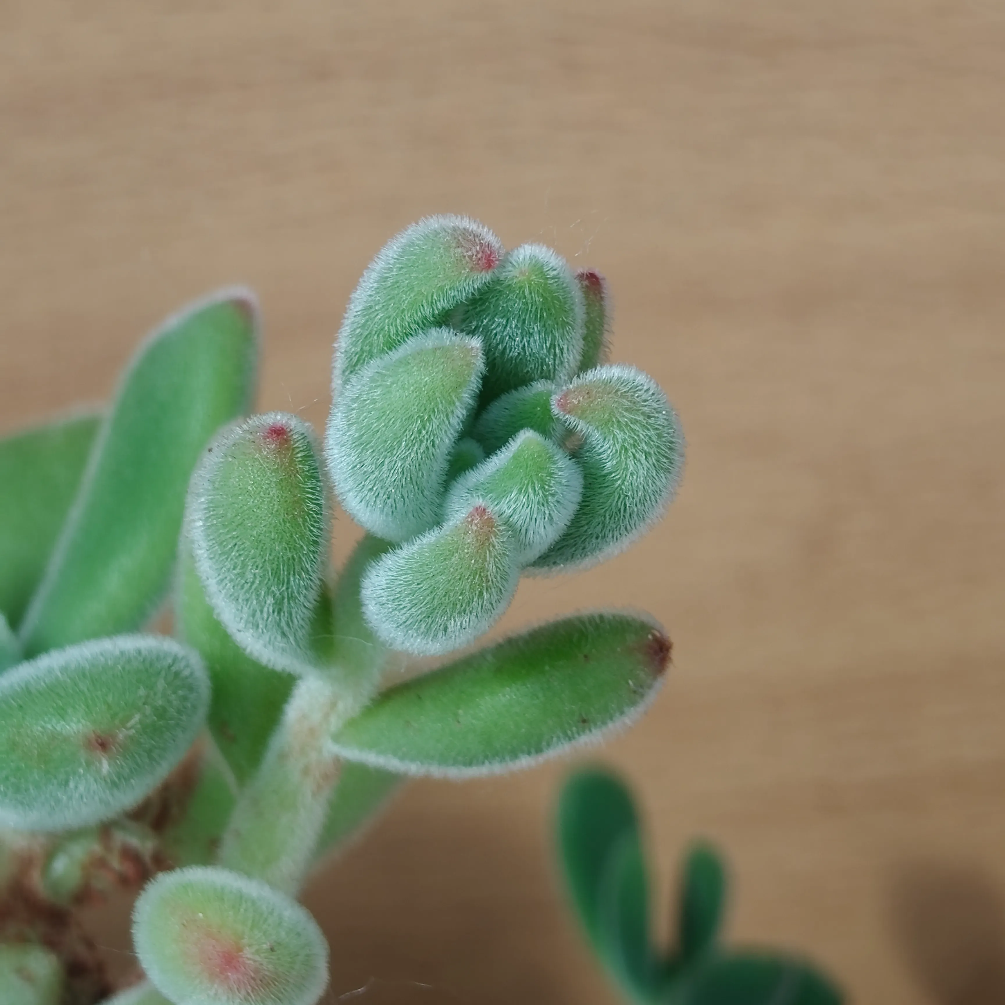 Echeveria Pulvinata 4
