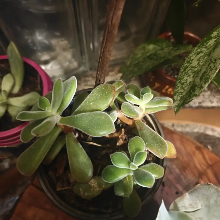Echeveria Pulvinata 3