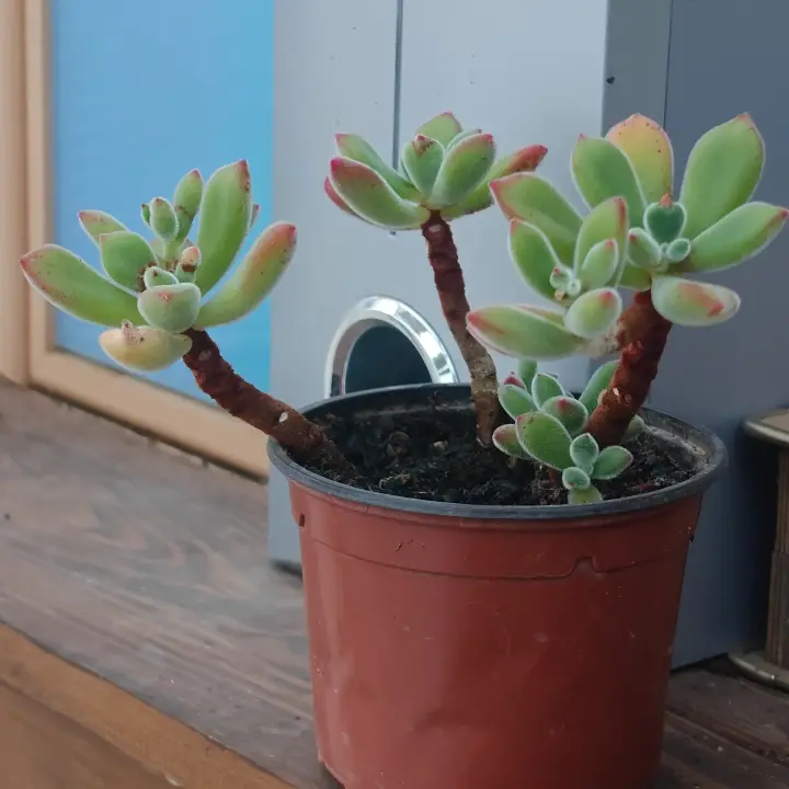 Echeveria Pulvinata 2