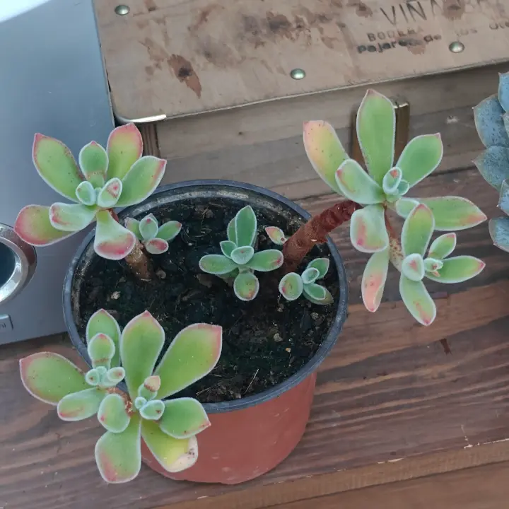 Echeveria Pulvinata 1