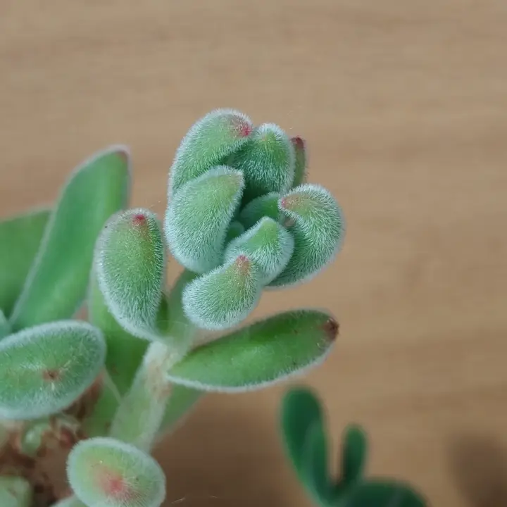 Echeveria Pulvinata flor 1