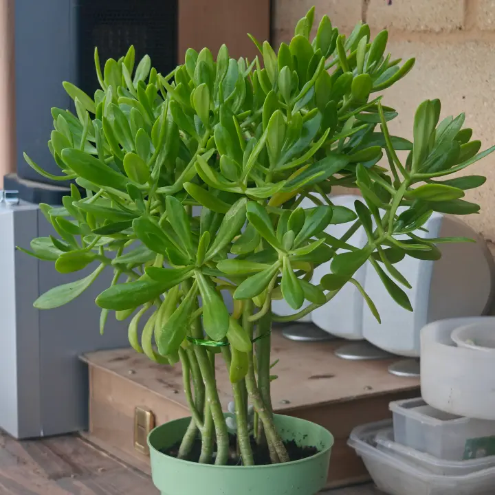 Sedum praealtum 2