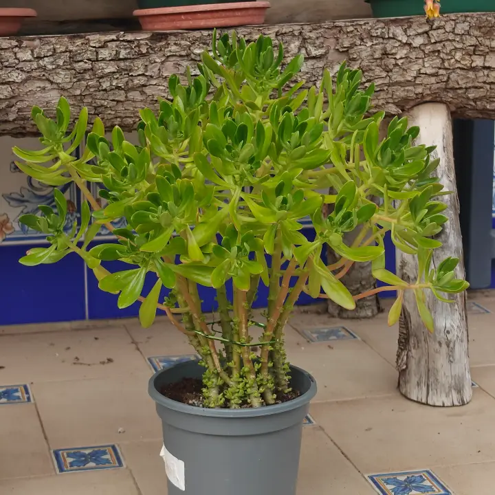 Sedum praealtum 1