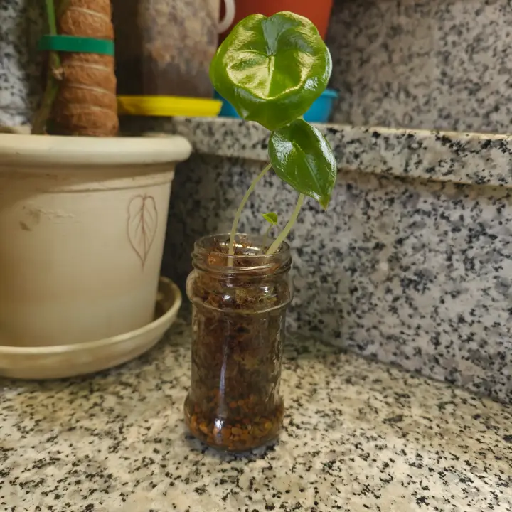 Alocasia cuprea 2