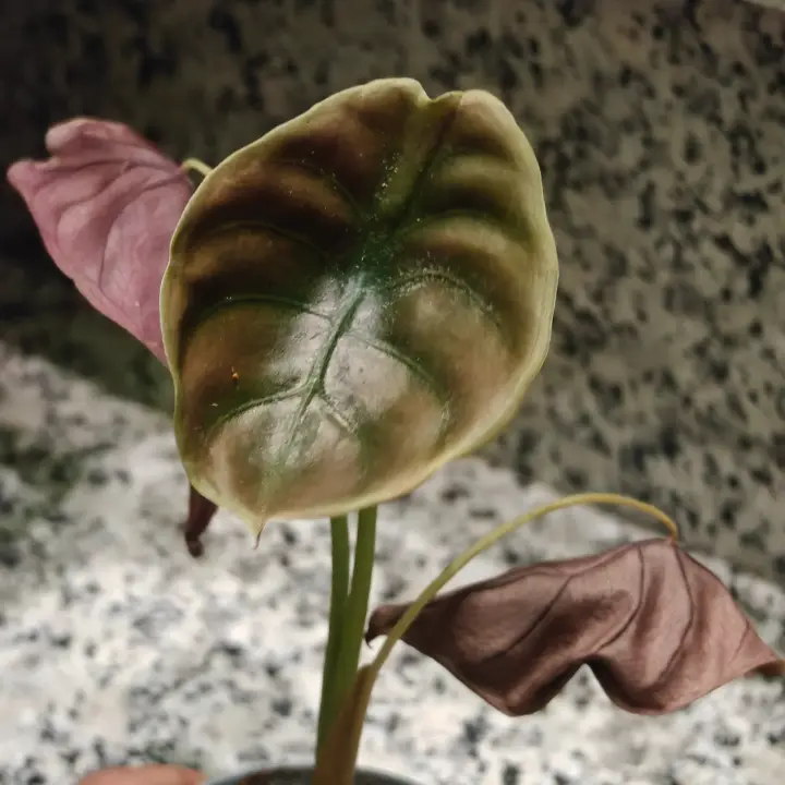 Alocasia cuprea 1