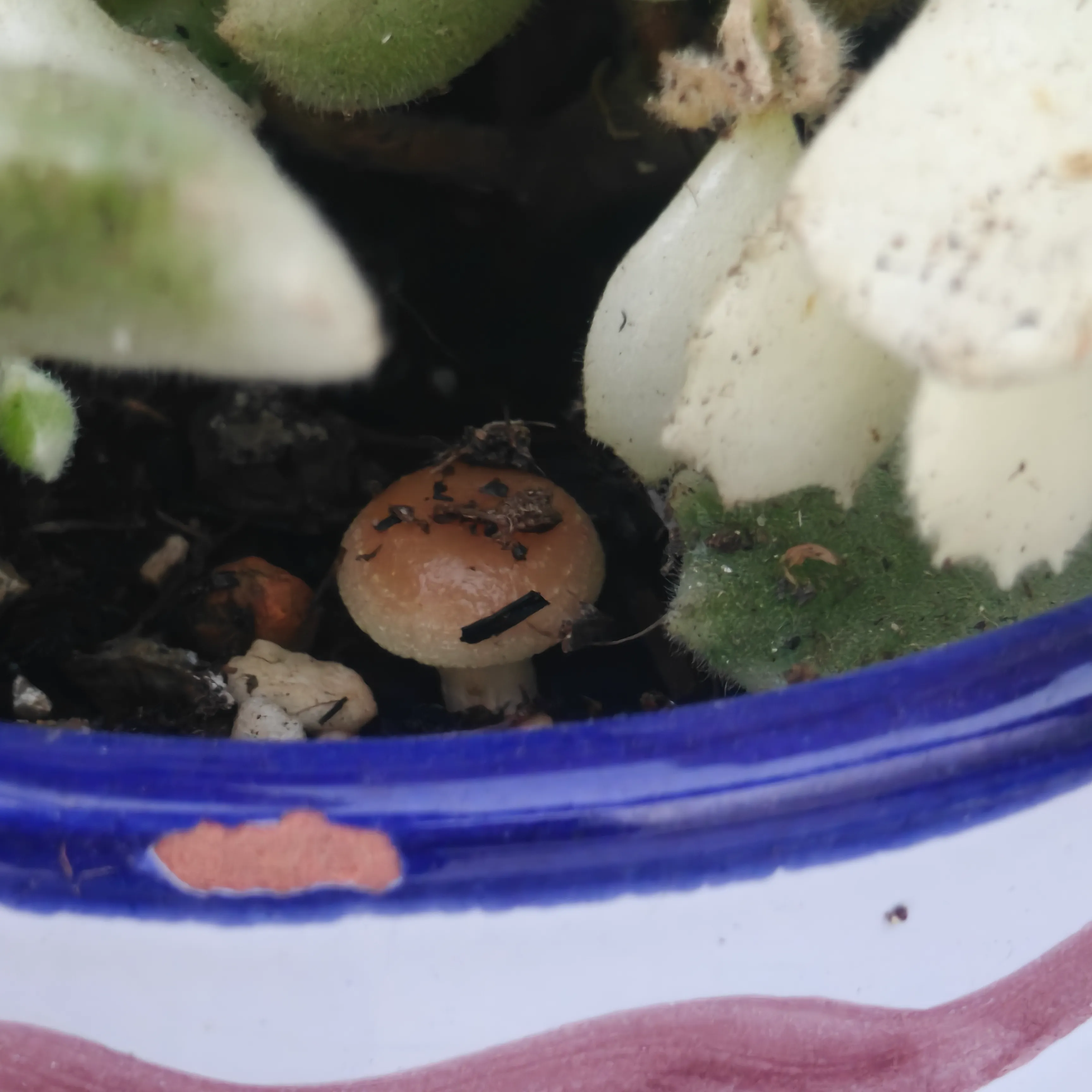 Cotyledon tomentosa variegata 2