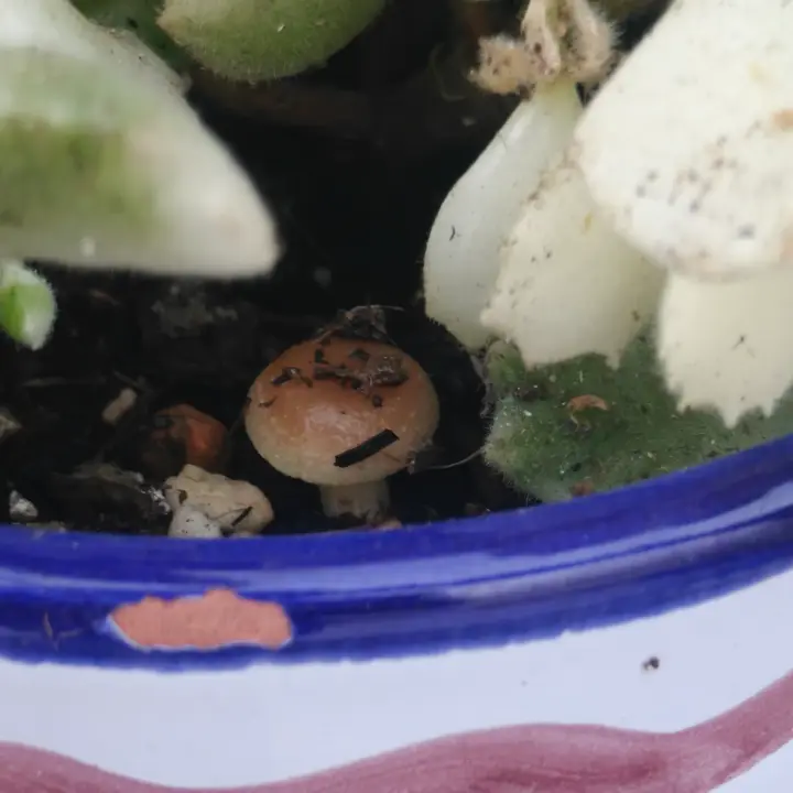 Cotyledon tomentosa variegata 2