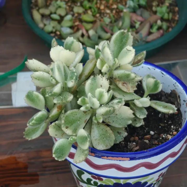 Cotyledon tomentosa variegata 1