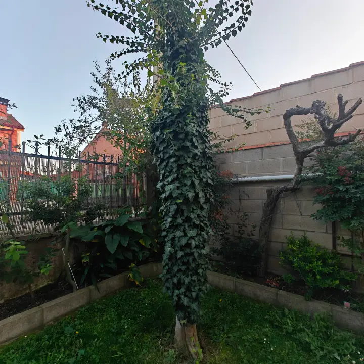 Hedera Helix 1