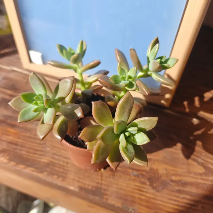 Graptosedum Bronze 1