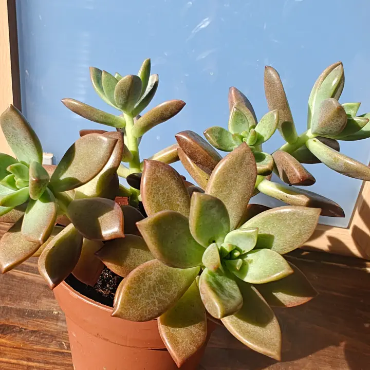 Graptosedum Bronze 2